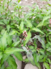 Persicaria maculosa