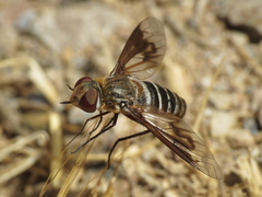 Exoprosopa rivularis