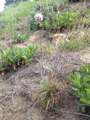 Armeria maritima californica