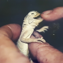 Phrynocephalus mystaceus