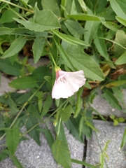 Convolvulus arvensis