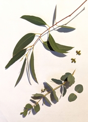 Eucalyptus rubida rubida