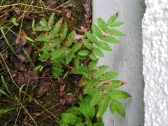 Stigmella sorbi