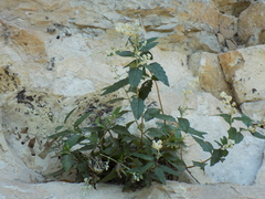 Buddleja racemosa