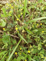 Medicago lupulina