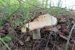 Amanita junquillea