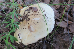 Amanita junquillea