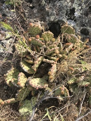Opuntia polyacantha
