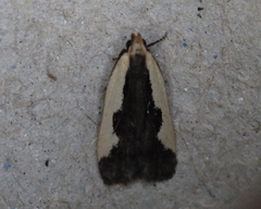 Dichomeris inserrata