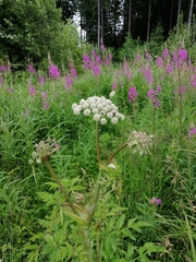 Angelica archangelica