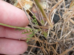 Gilia capitata chamissonis