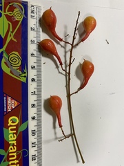 Mischocarpus exangulatus