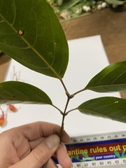 Mischocarpus exangulatus