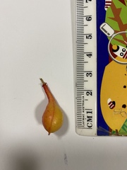 Mischocarpus exangulatus