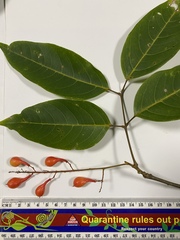 Mischocarpus exangulatus