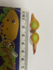 Mischocarpus exangulatus