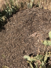 Formica obscuripes