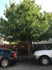 Acer rubrum