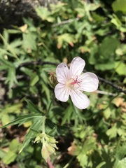 Geranium viscosissimum