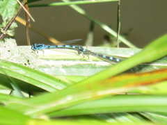 Coenagrion ornatum