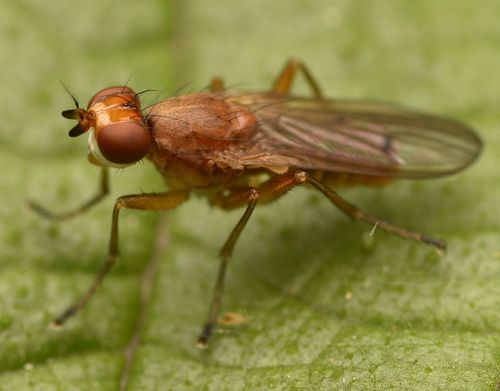 Renocera pallida · iNaturalist