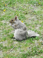 Sciurus carolinensis