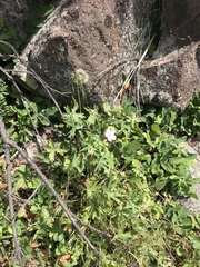 Geranium viscosissimum