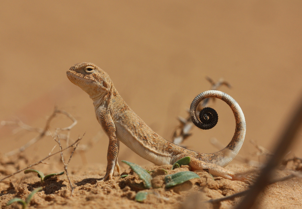 Spotted Toadhead Agama