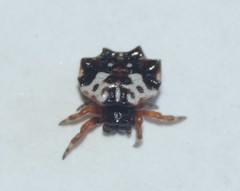 Gasteracantha sacerdotalis
