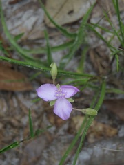 Callisia graminea