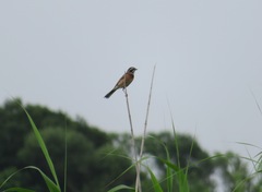 Emberiza cioides