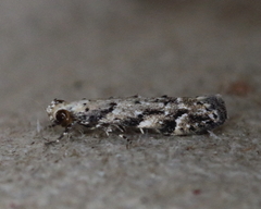 Coleotechnites piceaella