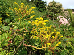 Sedum praealtum