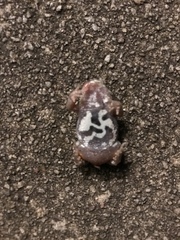 Pseudophryne bibronii