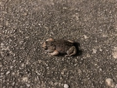 Pseudophryne bibronii