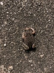 Pseudophryne bibronii