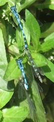 Coenagrion ornatum
