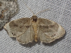 Packardia elegans