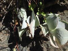Cotyledon orbiculata oblonga