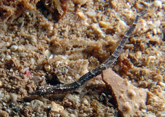 Micrognathus micronotopterus