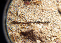 Micrognathus micronotopterus