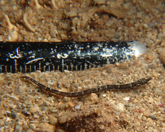 Micrognathus micronotopterus