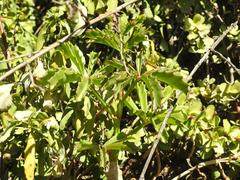 Cyphostemma quinatum