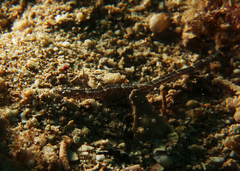 Micrognathus micronotopterus