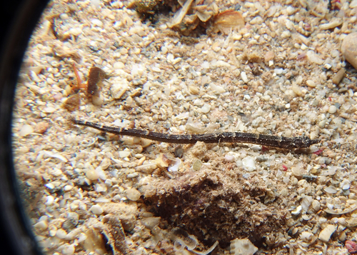 Tidepool pipefish (Micrognathus micronotopterus) — Syngnathidae — 2