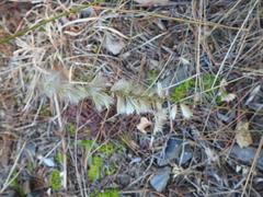 Melica racemosa