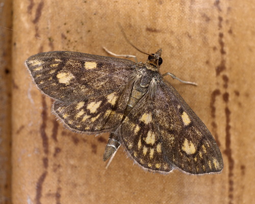 Anania stachydalis (Germar, 1821)