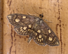 Anania stachydalis