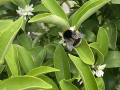 Bombus