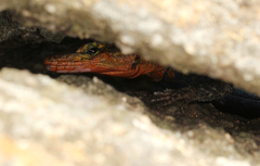 Platysaurus intermedius subniger